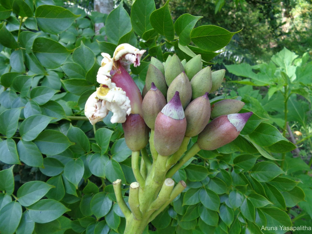 Oroxylum indicum (L.) Kurz